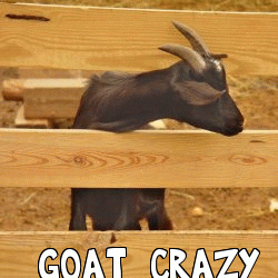 goat-crazy-animation.gif